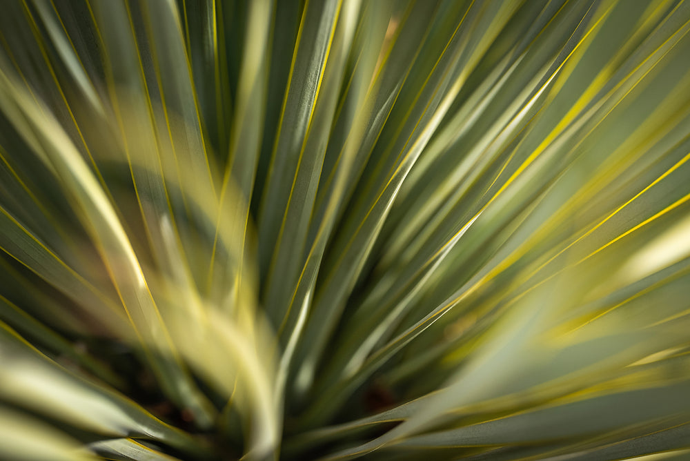 Yucca Rostrata