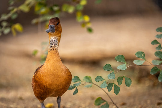 Fulvous Whistling-Duck