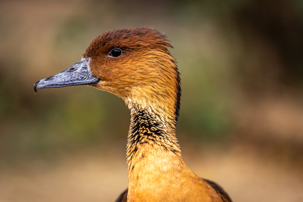 Fulvous Whistling-Duck