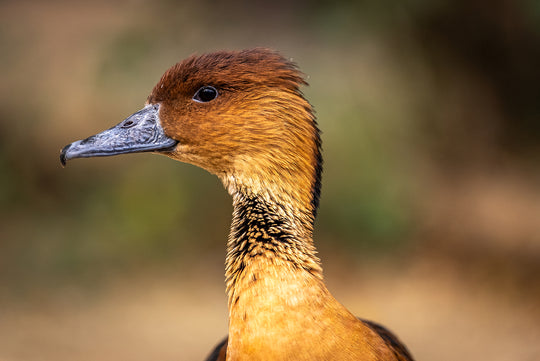 Fulvous Whistling-Duck