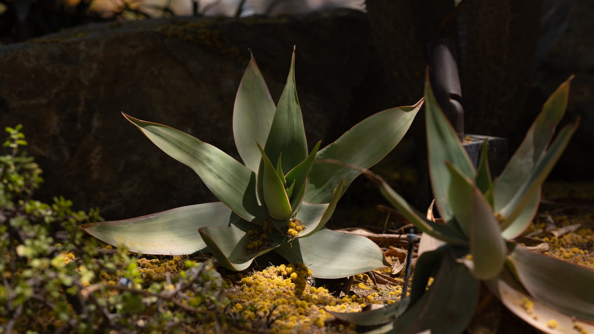 Agave Attenuata
