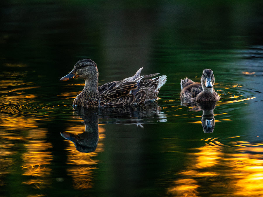 Mallard Duck