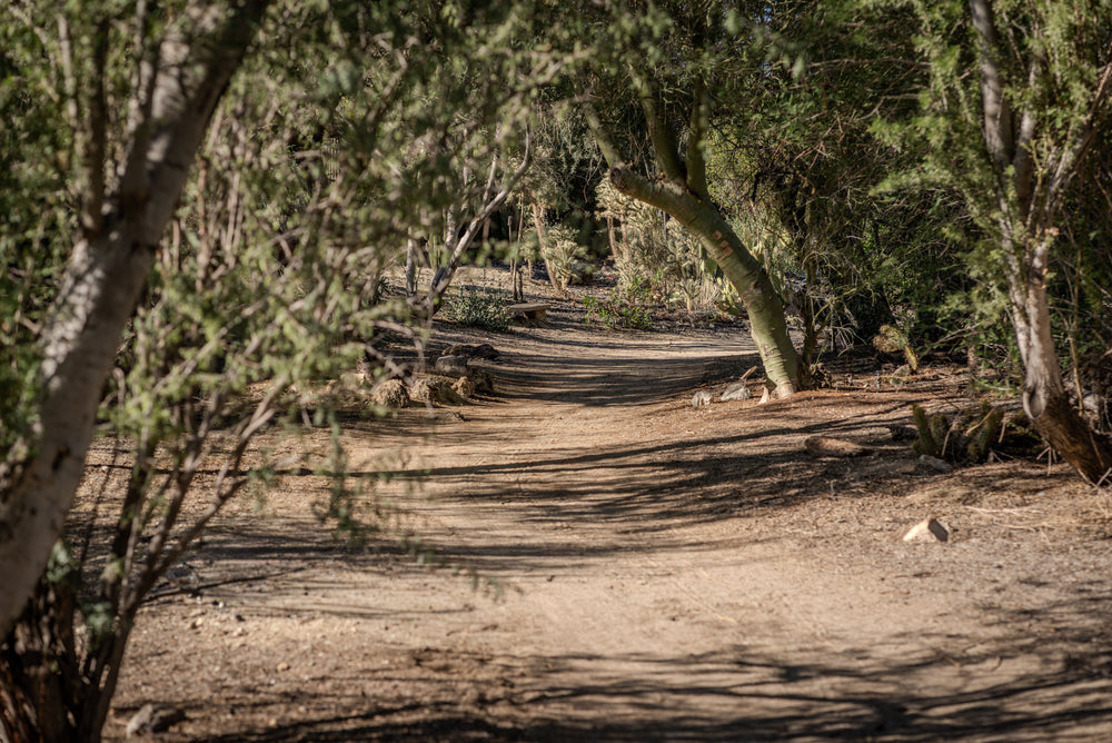 Walking Trails at The Living Desert Zoo and Gardens in Palm Desert