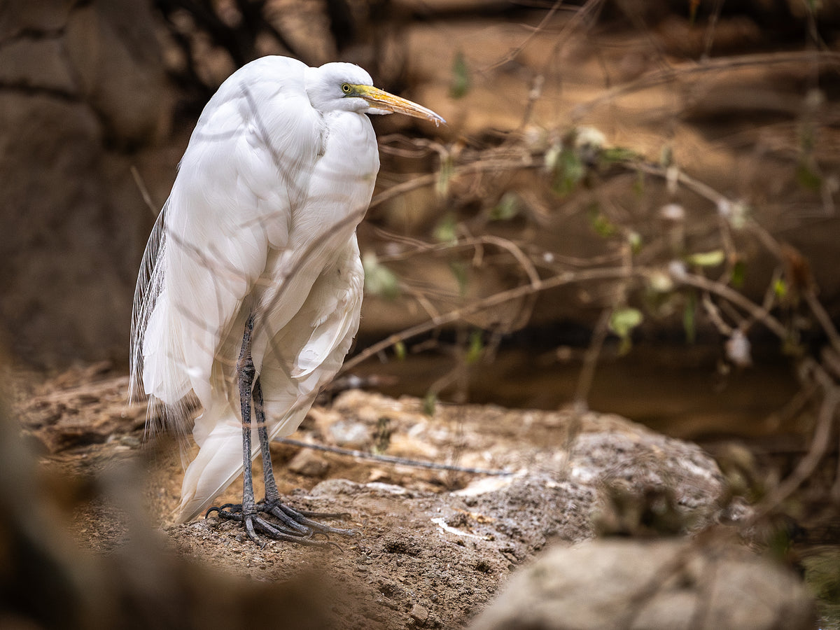 Great Egret