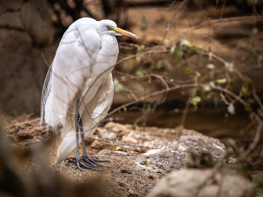 Great Egret