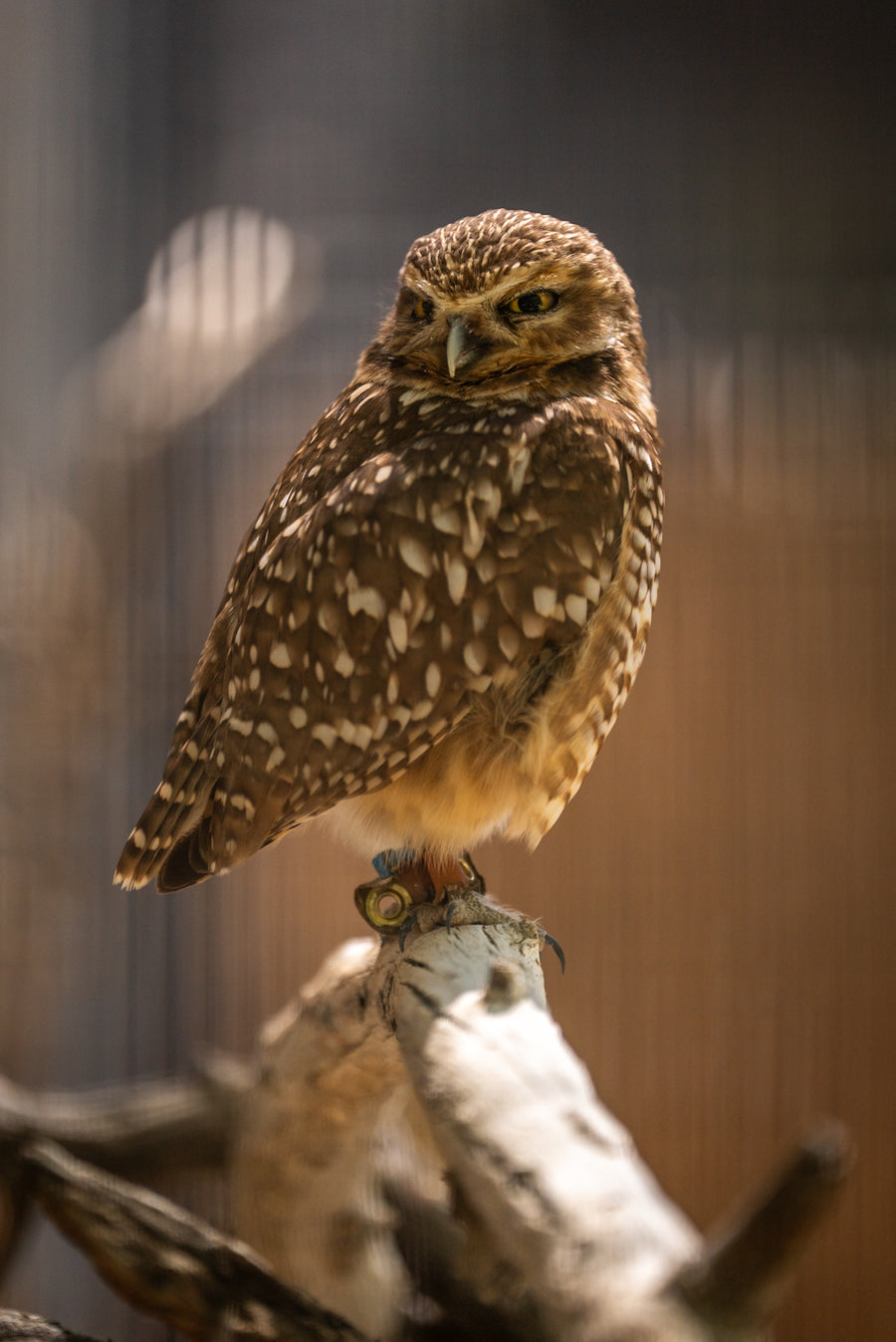 Burrowing Owl