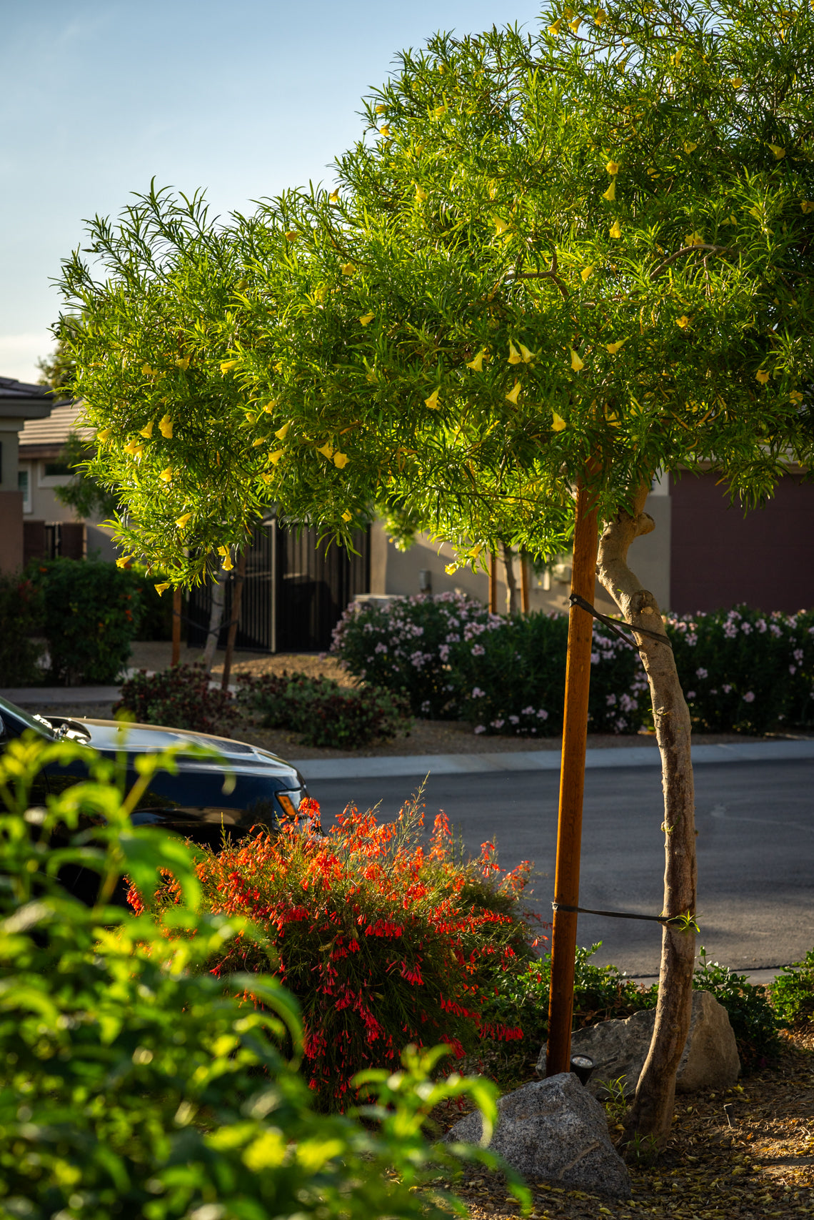 Thevetia (Yellow Oleander)