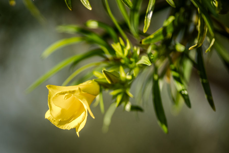 Thevetia (Yellow Oleander)