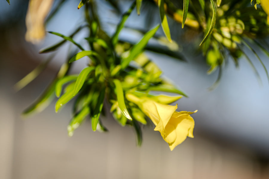 Thevetia (Yellow Oleander)