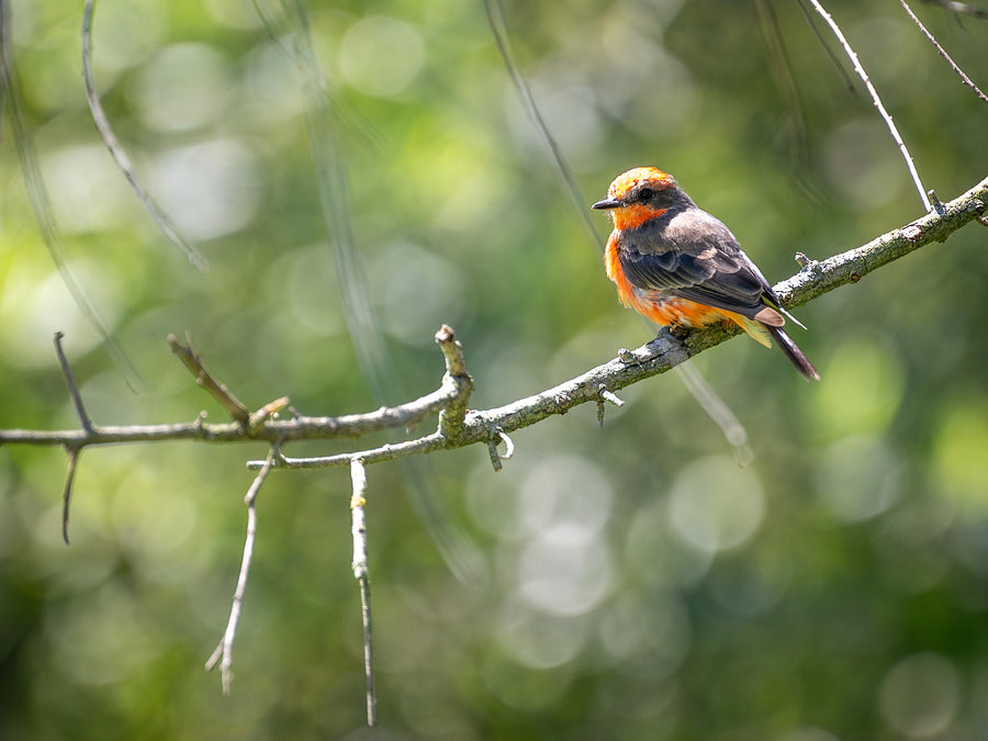 Vermilion Flycatcher · Huntington Beach Central Park