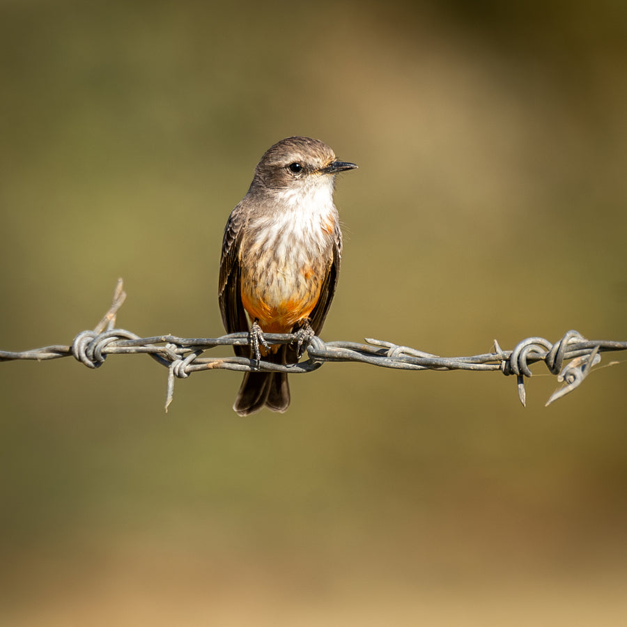 Female Vermilion Flycatcher · portrait