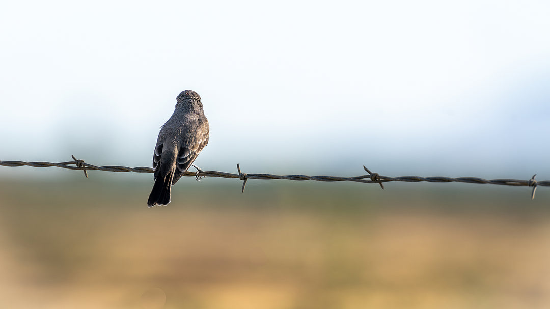 Vermilion Flycatcher