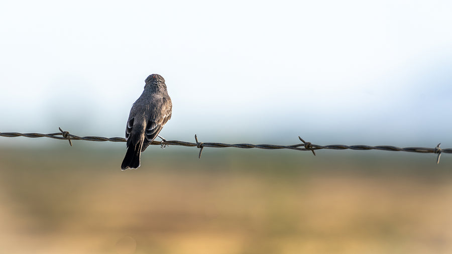 Female Vermilion Flycatcher · another view