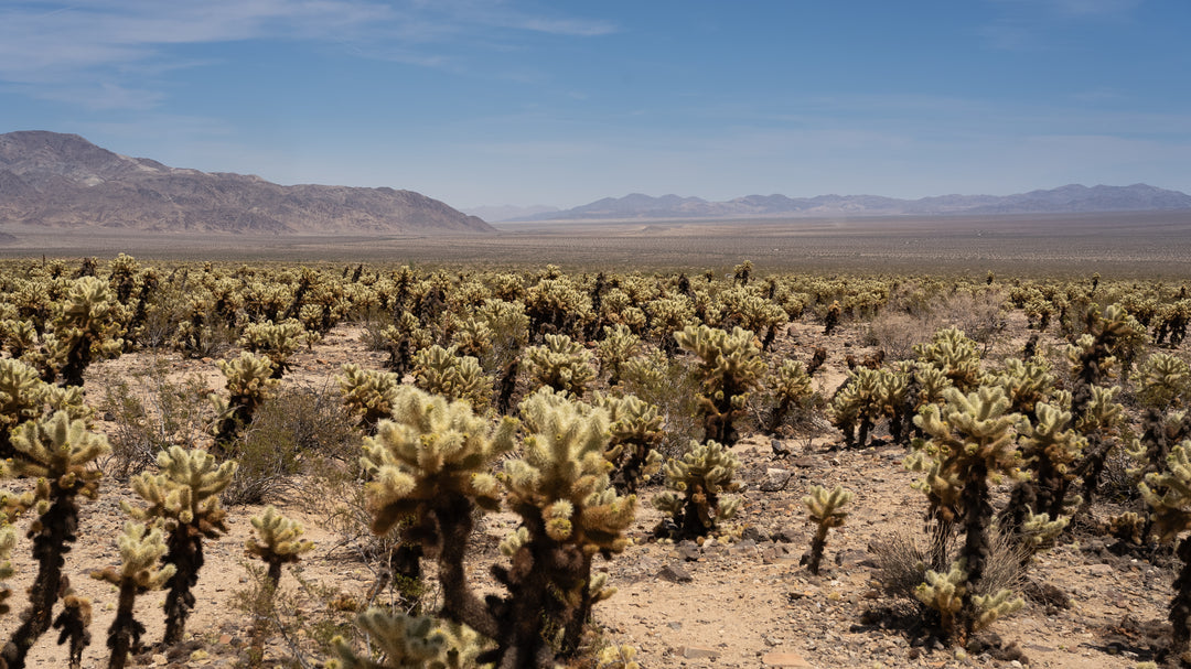 Teddy Bear Cholla 🧸