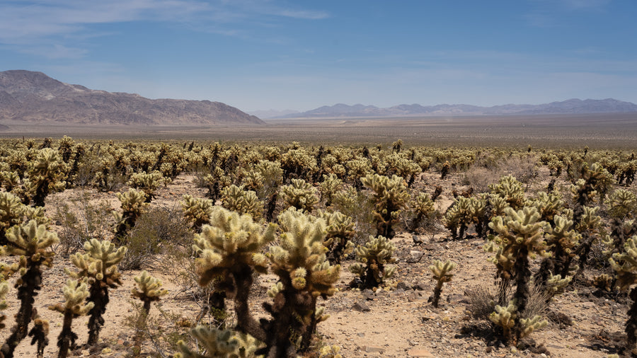 Teddy Bear Cholla 🧸
