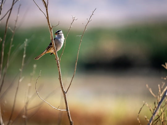 White-crowned Sparrow