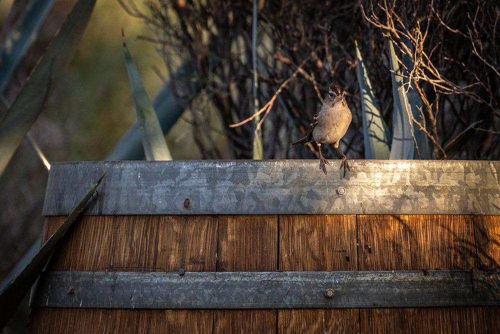 White-crowned Sparrow