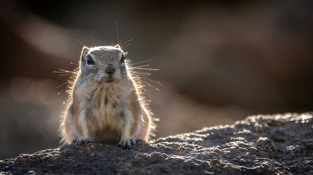 White-tailed Antelope Squirrel