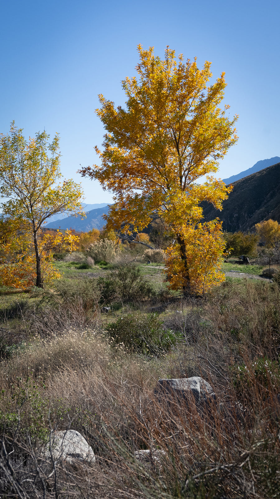 Fremont Cottonwood
