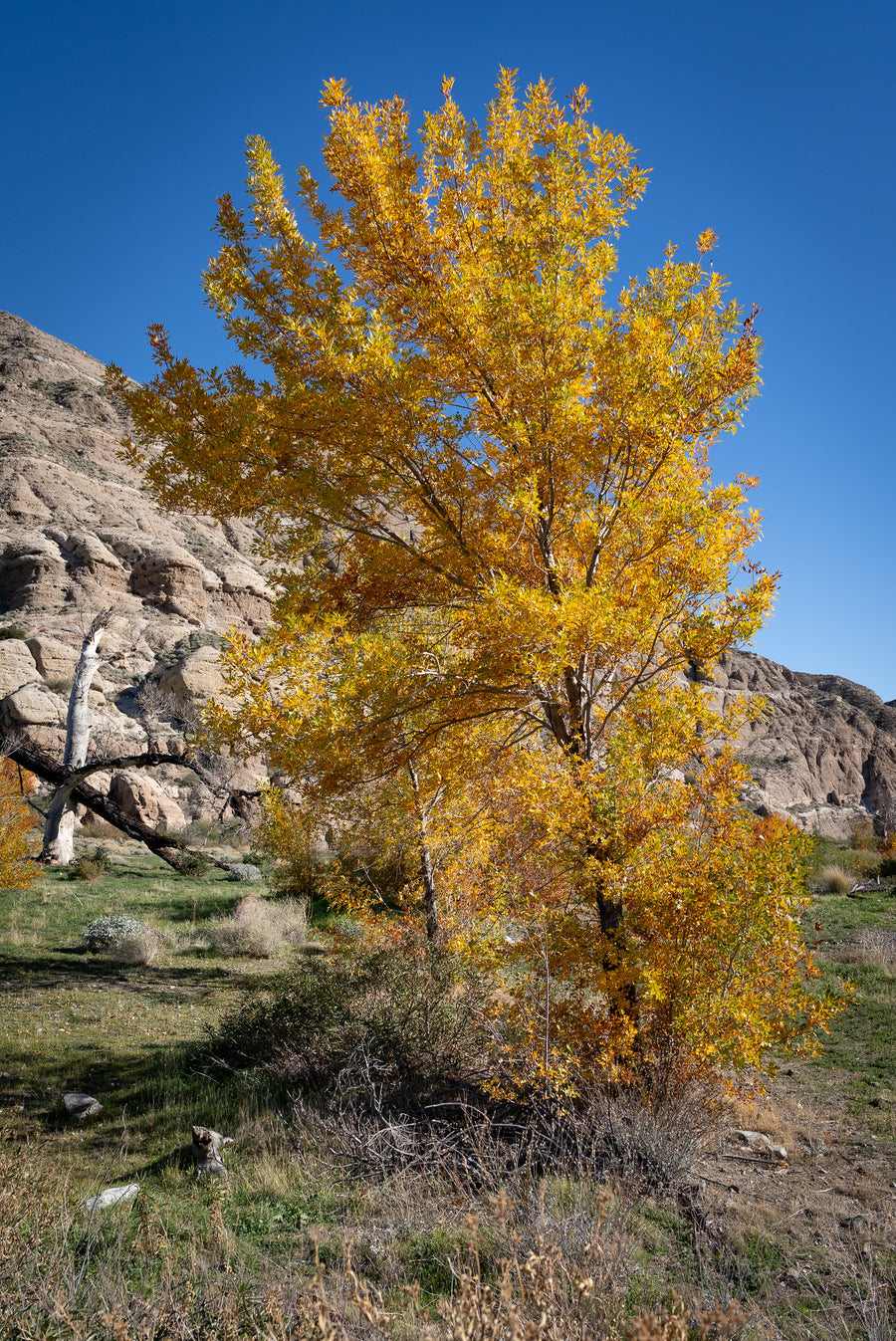 Fremont Cottonwood