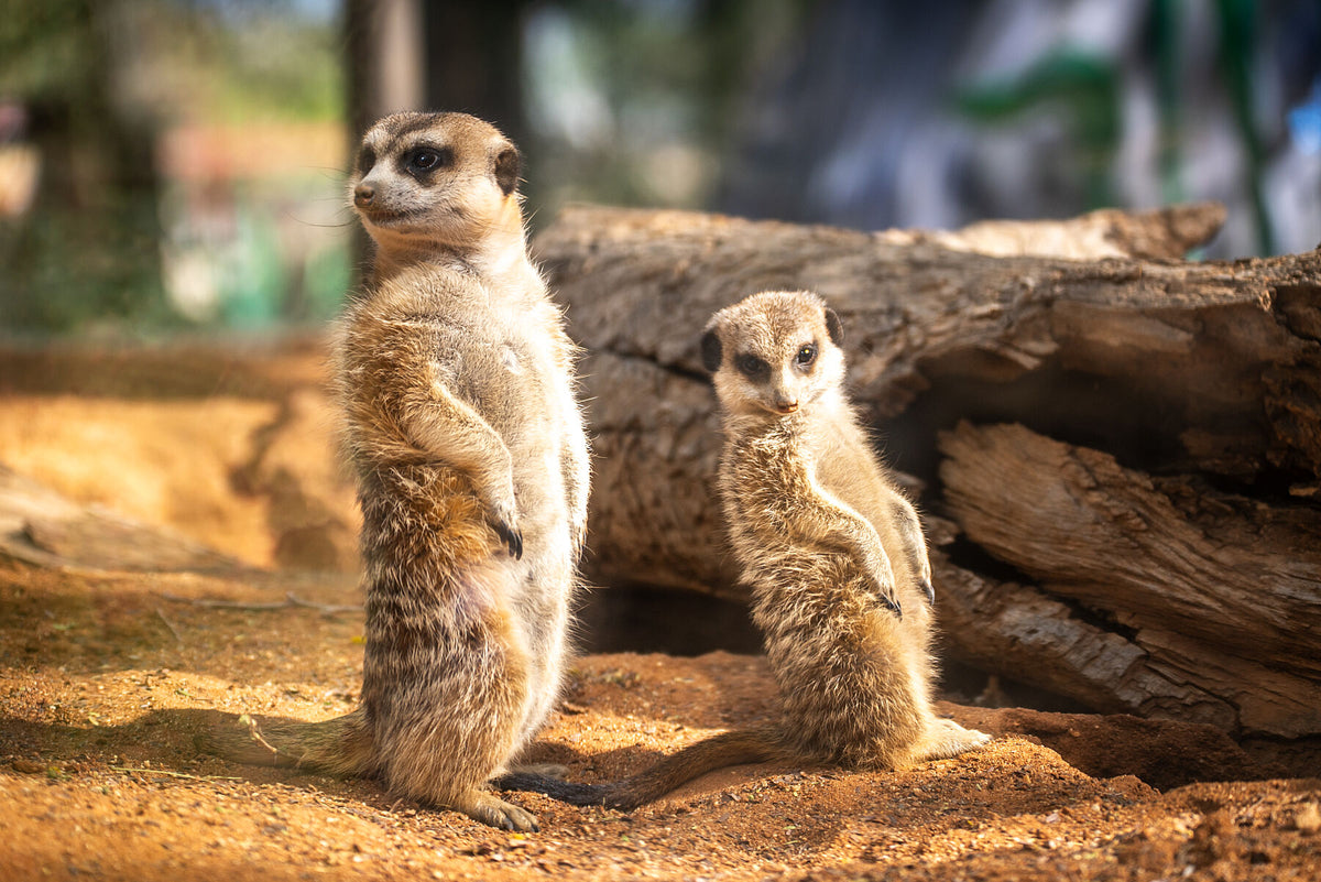 Meerkats