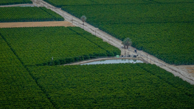 Geometric field blocks and farm roads, photographed on a drone flight launched from Thermal, California. Mark Miller, October 23, 2026.