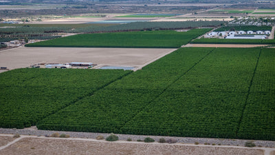 Green agricultural fields beside open ground, photographed on a drone flight launched from Thermal, California. Mark Miller, October 23, 2026.