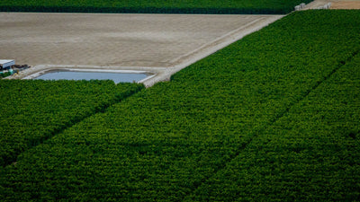 Aerial detail of field edges and crop rows, photographed on a drone flight launched from Thermal, California. Mark Miller, October 23, 2026.
