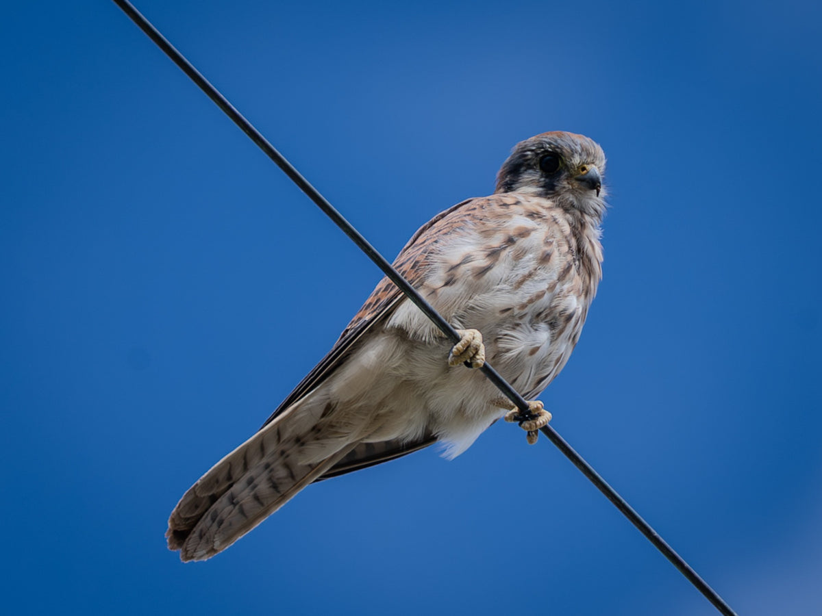Female American Kestrel perched on a wire above the fields in Thermal, California, photographed by Mark Miller on October 23, 2026.