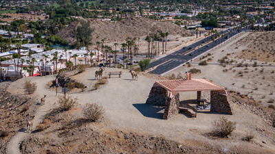AI-enhanced illustration of bighorn sheep near the Bighorn Overlook picnic shelter; sheep digitally added.
