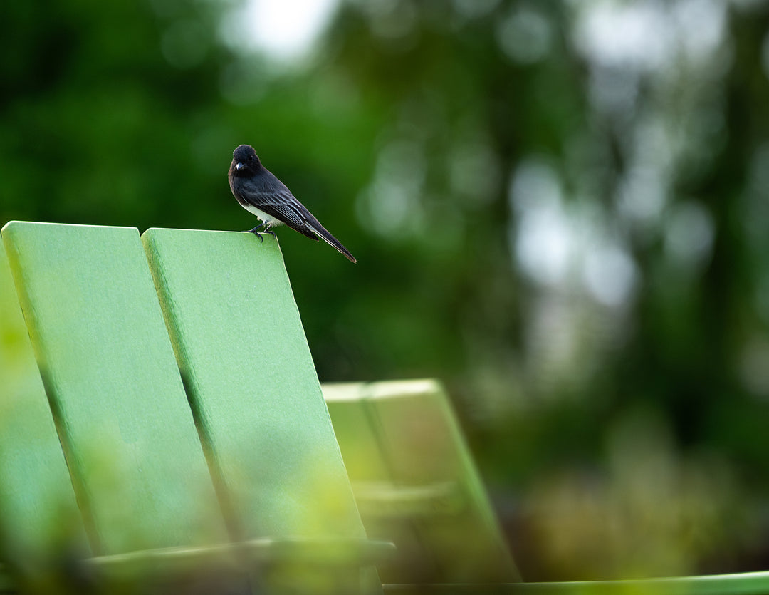 Black Phoebe