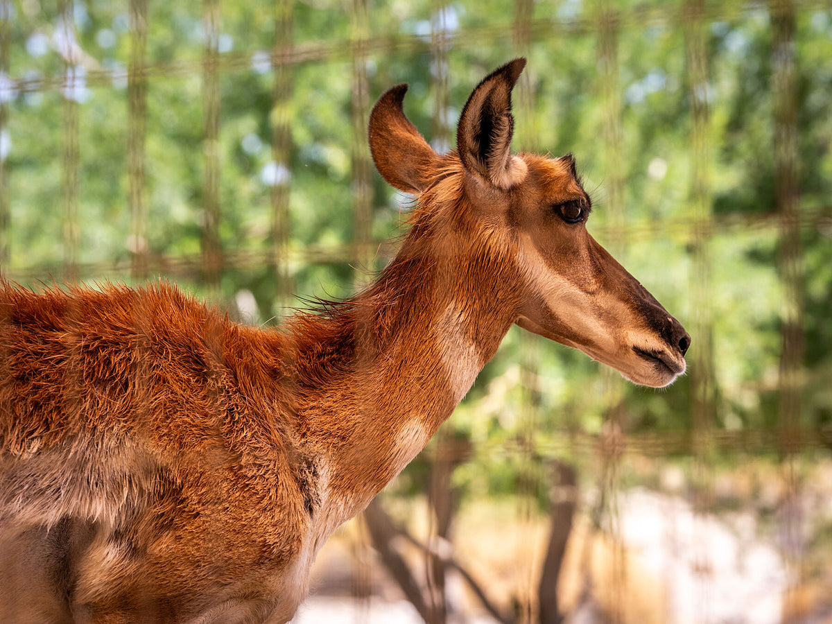 Peninsular Pronghorn