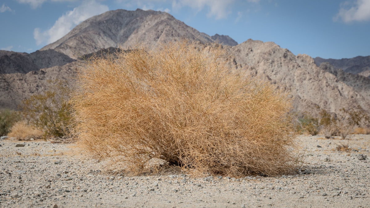 Tan rounded desert shrub photographed in La Quinta Cove, tentatively identified as cheesebush or burrobrush