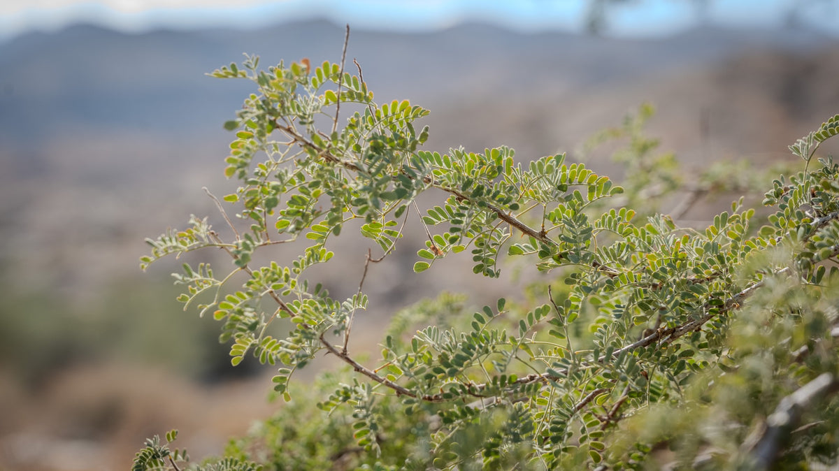 Gray-green paired leaflets and woody branches of a likely desert ironwood in La Quinta Cove
