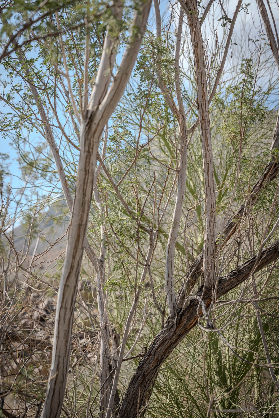 Multiple gray trunks and leafy branches of a likely desert ironwood in La Quinta Cove