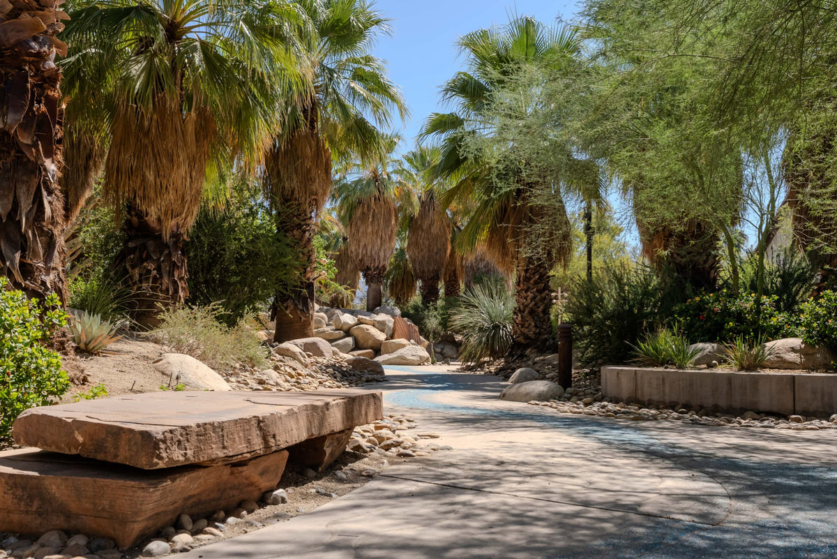 Palm-lined walking path and stone bench at Faye Sarkowsky Sculpture Garden in Palm Desert.