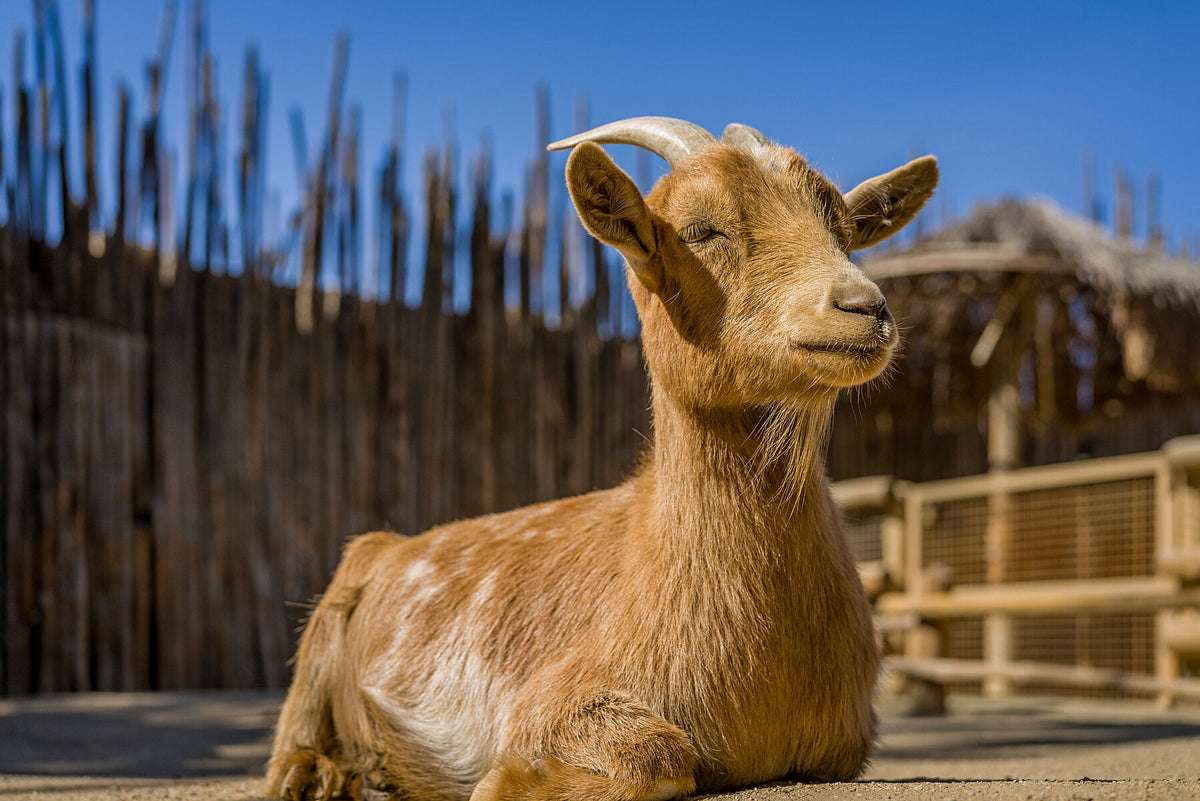 Toggenburg Goat