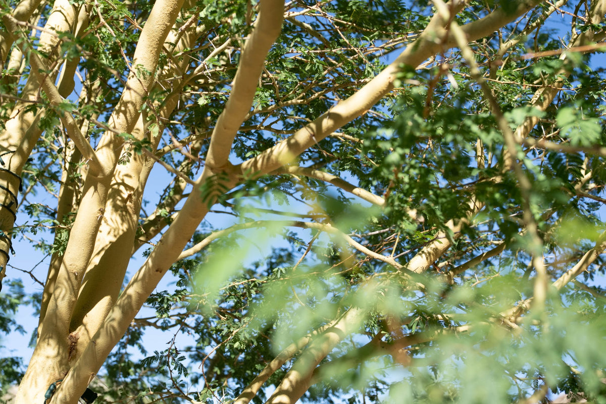 Yellow-green bark, paired white thorns and fine compound leaves of a probable fever tree at The Living Desert in Palm Desert, photographed by Mark Miller on October 15, 2026.