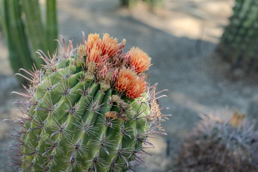 Fishhook barrel cactus with orange-red flowers around its crown, hooked reddish spines and green ribs at Sunnylands in Rancho Mirage.