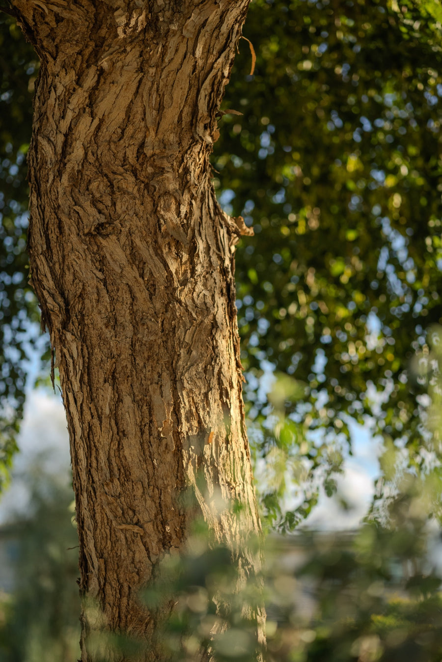 Rough furrowed bark of Indian rosewood at Trilogy Polo Club, photographed by Mark Miller