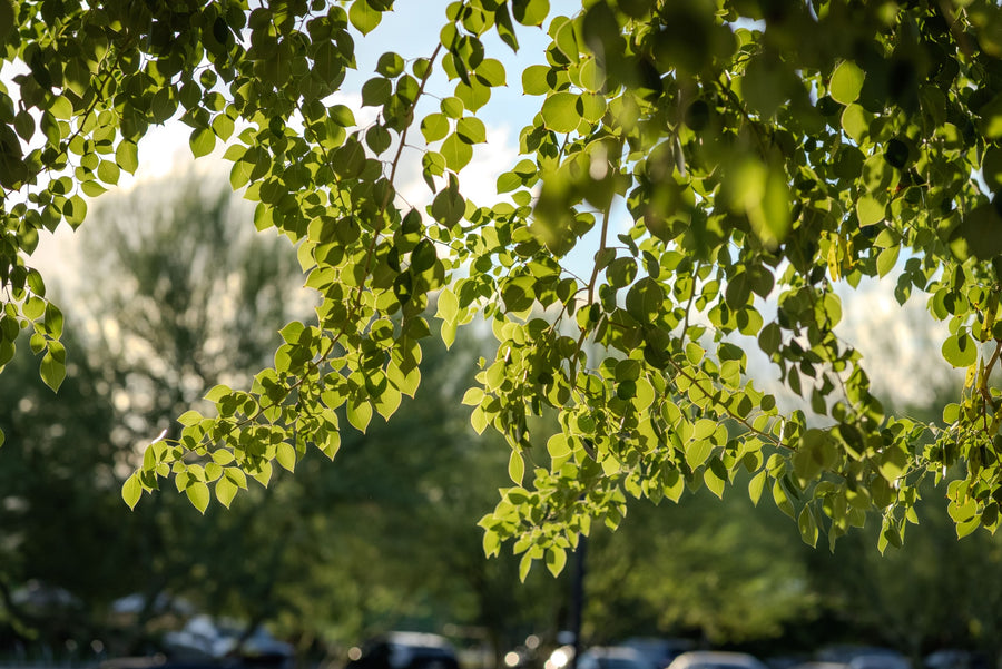Backlit Indian rosewood foliage at Trilogy Polo Club, photographed by Mark Miller