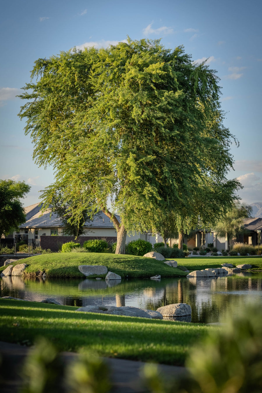 Lakeside tree at Trilogy Polo Club with a canopy consistent with Indian rosewood; photographed by Mark Miller