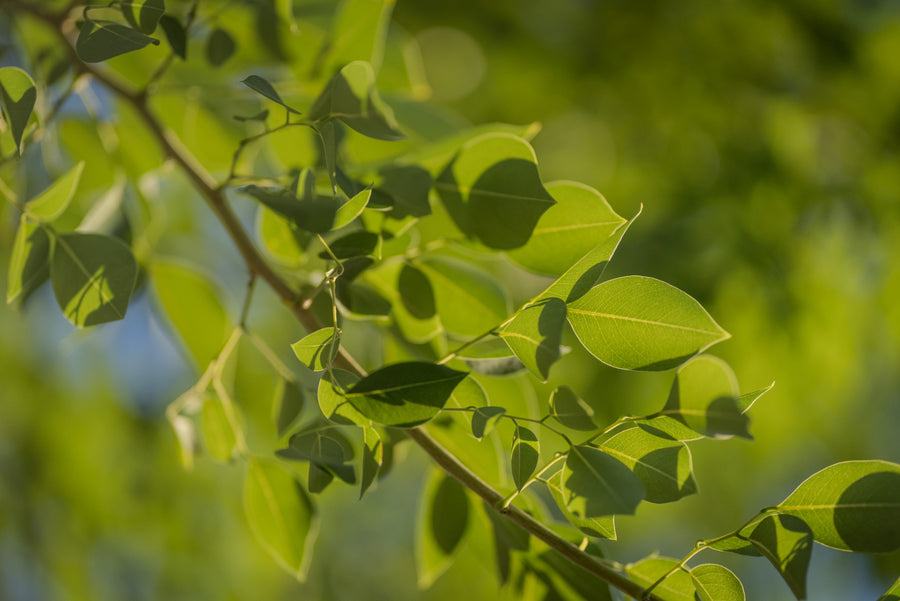 Close view of Indian rosewood leaflets with smooth edges and pointed tips, photographed by Mark Miller at Trilogy Polo Club
