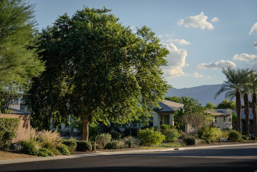 Indian rosewood growing in a residential streetscape at Trilogy Polo Club in Indio, photographed by Mark Miller