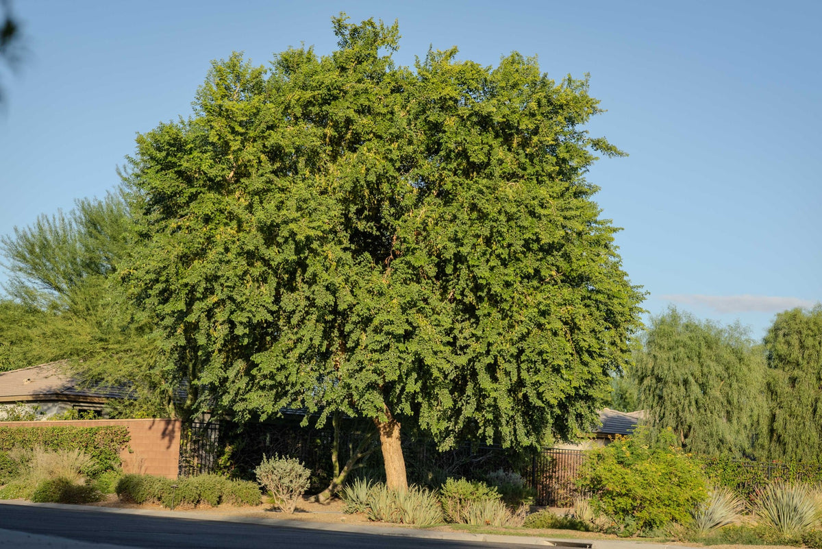 Indian rosewood tree at Trilogy Polo Club in Indio, photographed by Mark Miller