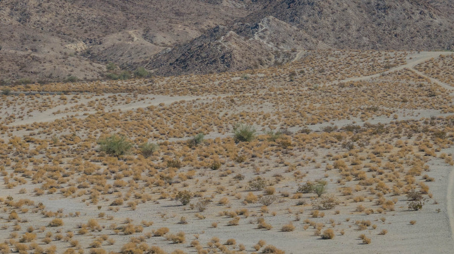 Many dry shrubs scattered across a sandy La Quinta Cove wash below the mountains