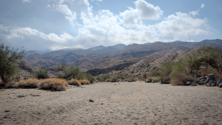 Sandy wash with desert shrubs and trees in La Quinta Cove