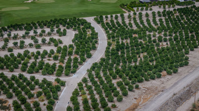 Rows of orchard trees and a curving road at Ladera Golf Club. Thermal, California. Mark Miller, October 23, 2026.