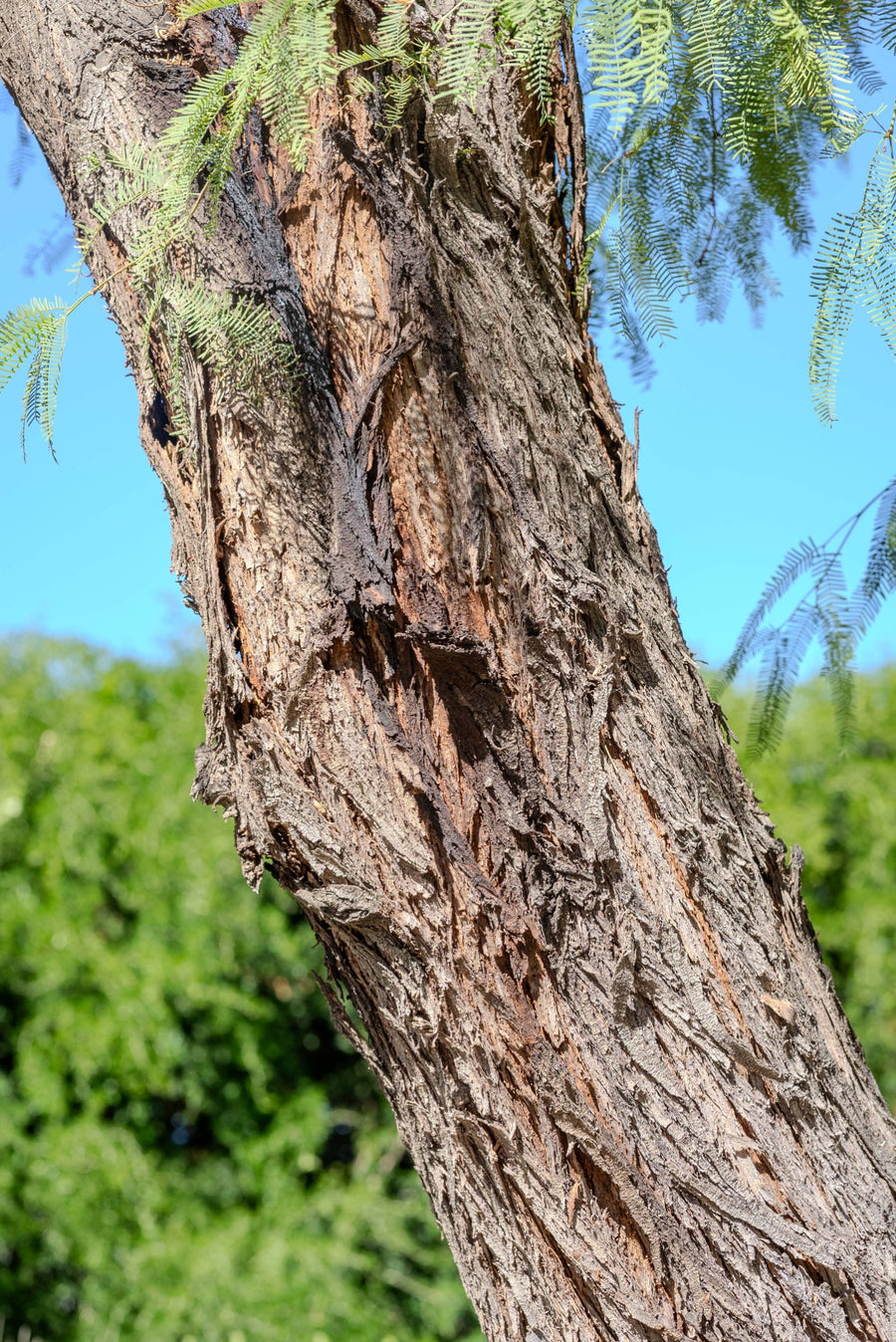 Close-up of deeply furrowed mesquite bark and delicate green leaflets against blue sky at Sunnylands in Rancho Mirage.