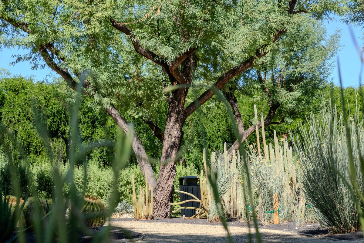 A spreading mesquite tree with a rough branching trunk and fine green foliage behind columnar cacti at Sunnylands in Rancho Mirage.